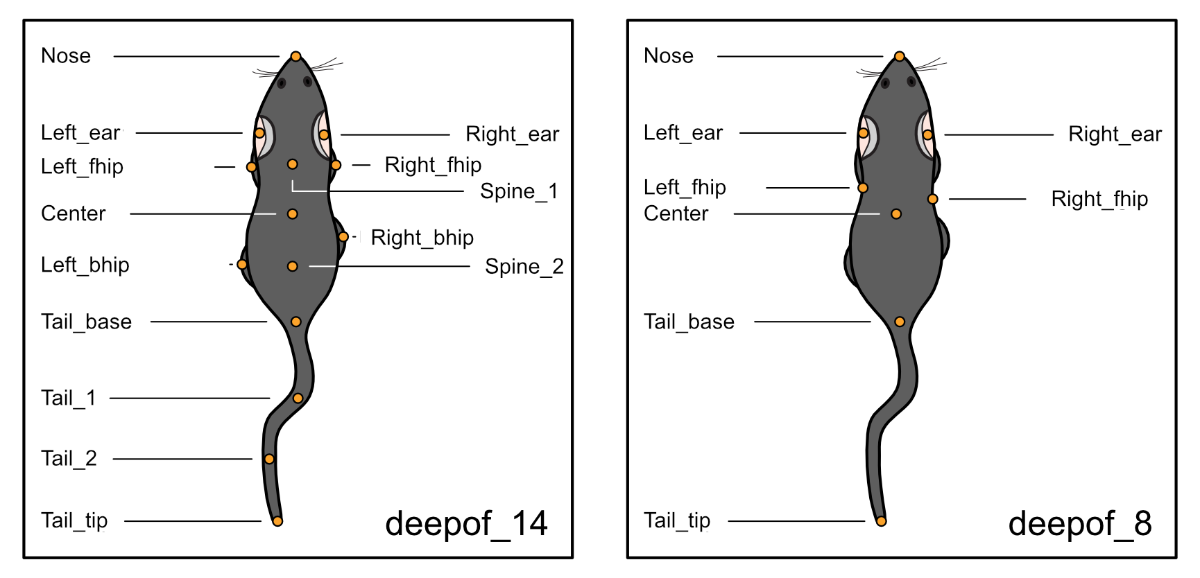 DeepOF label scheme