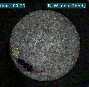 B_W_nose2body